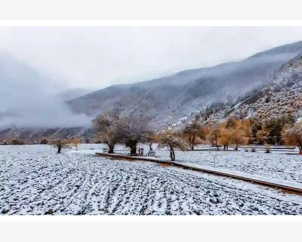 清肺胃之热：中药药物与功效